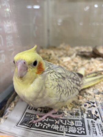 オカメインコ