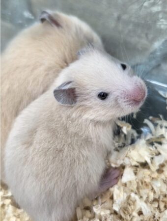 キンクマハムスター