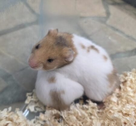 ゴールデンハムスター