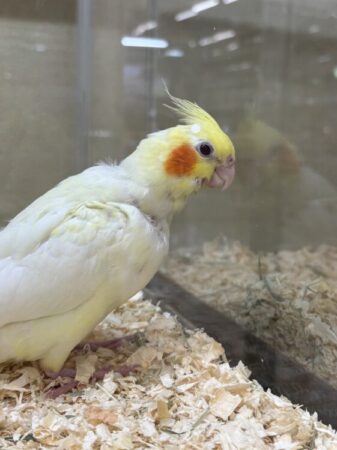 オカメインコ