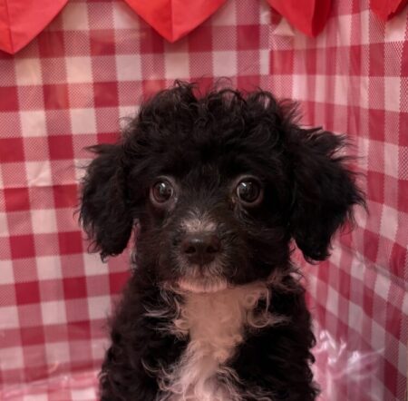 MIX(チワワ×トイプードル)