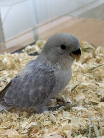 コザクラインコ