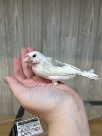 白文鳥