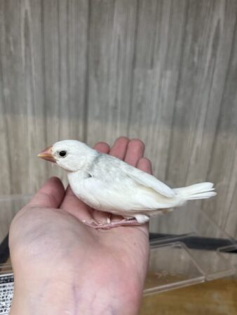 白文鳥