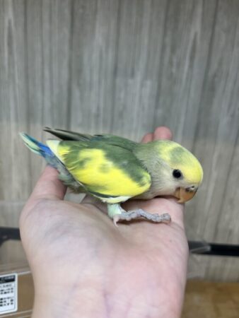 コザクラインコ