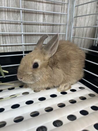 ミニウサギ