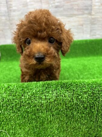 トイ・プードル