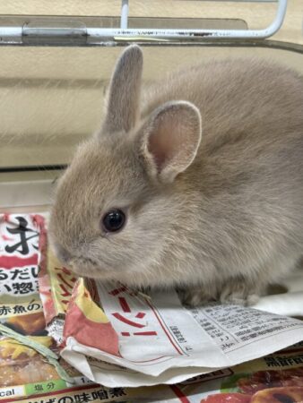ネザーランドドワーフ
