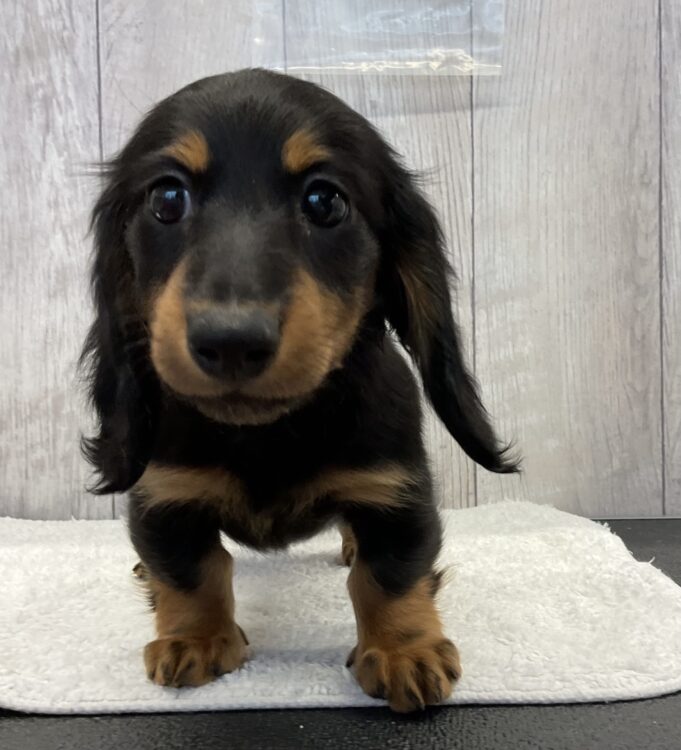 07-0068 - ペットショップ ケン & ワン