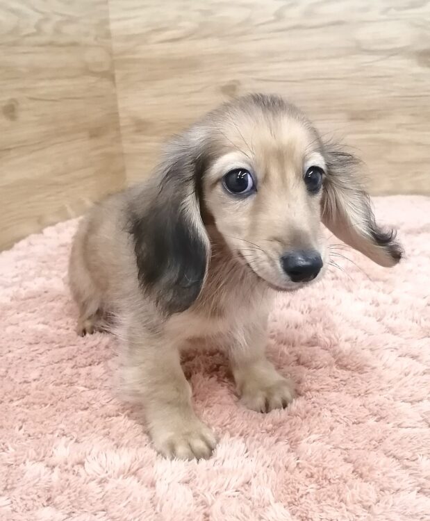 25-3296 - ペットショップ ケン & ワン