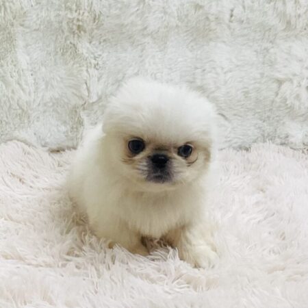 津高店 - ペットショップ ケン & ワン