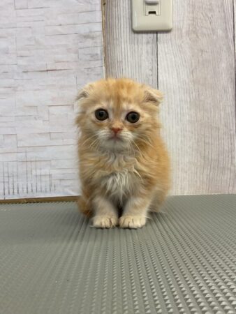 スコティッシュフォールド