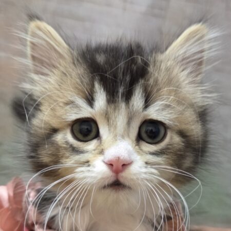 スコティッシュフォールド