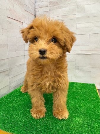 チワワ×トイプードル