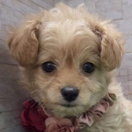 mix(父チワワ×母トイプードル)