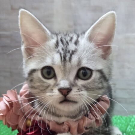 アメリカン・ショートヘア