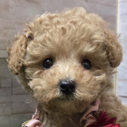 トイ・プードル