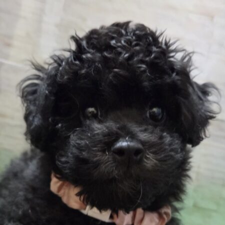 mix(父トイプードル×母ビションフリーゼ)