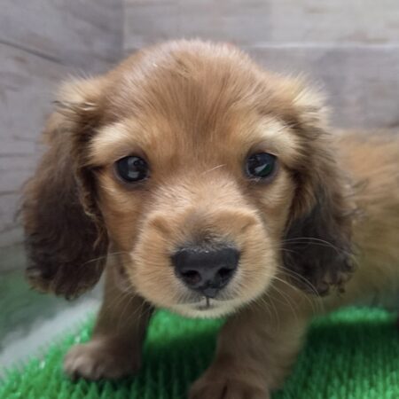 ミニチュア・ダックスフンド