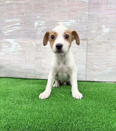 ジャック・ラッセル・テリア