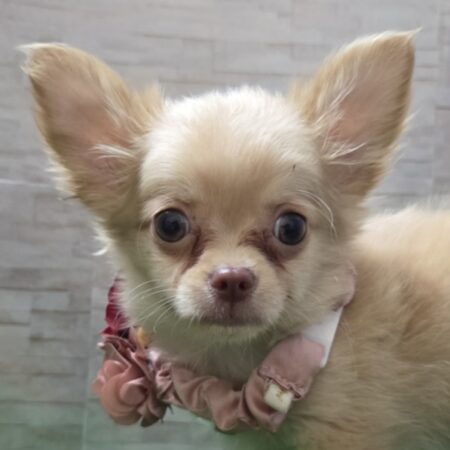 mix(父チワワ×母ポメラニアン)