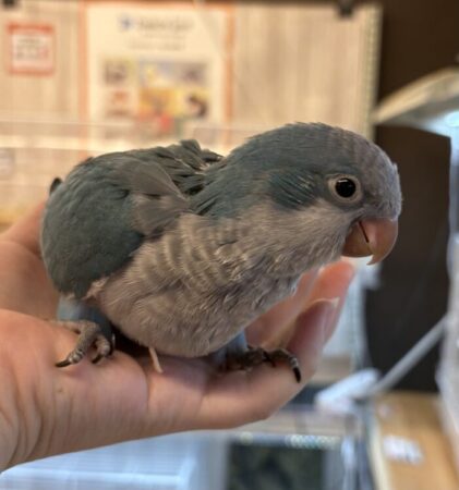 オキナインコ