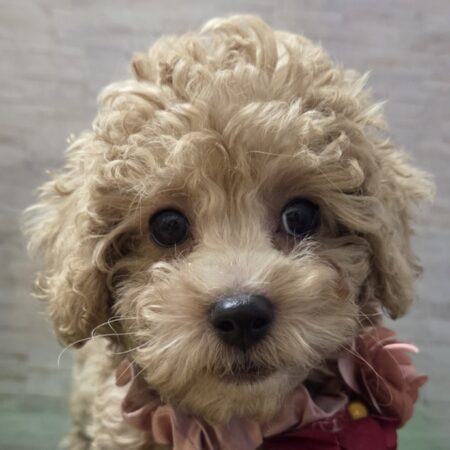 トイ・プードル