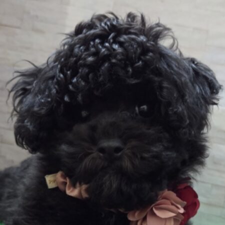 mix(父トイプードル×母ビションフリーゼ)