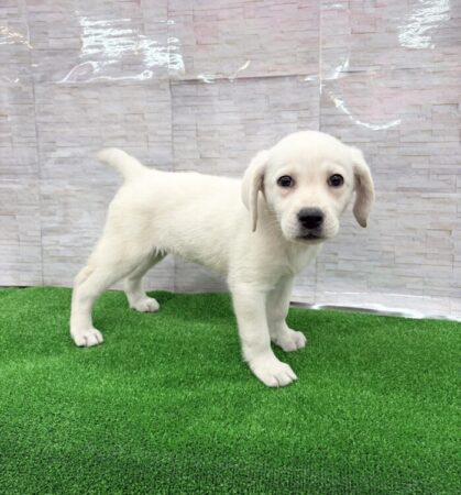 ラブラドール・レトリーバー
