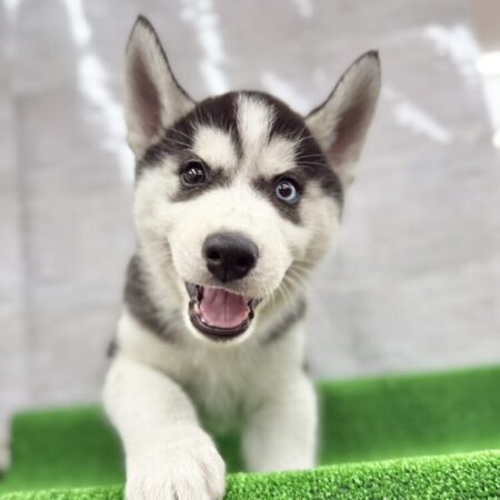 シベリアンハスキー