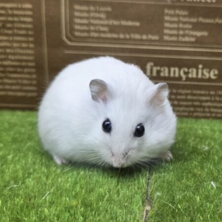 パールホワイトハムスター
