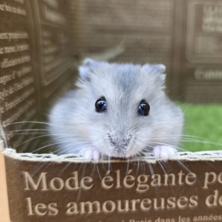 ブルーサファイアハムスター