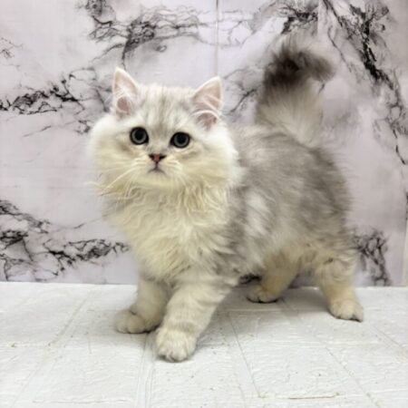 ペルシャ