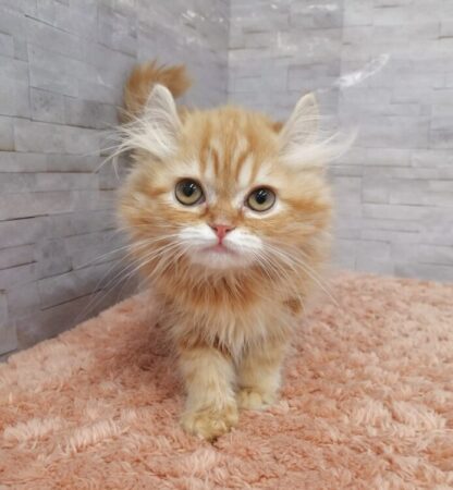 アメリカンカール