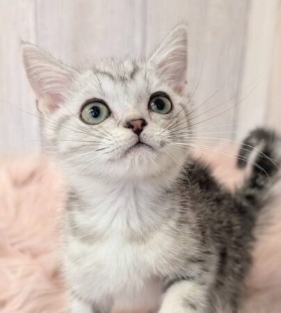 アメリカンショートヘアー