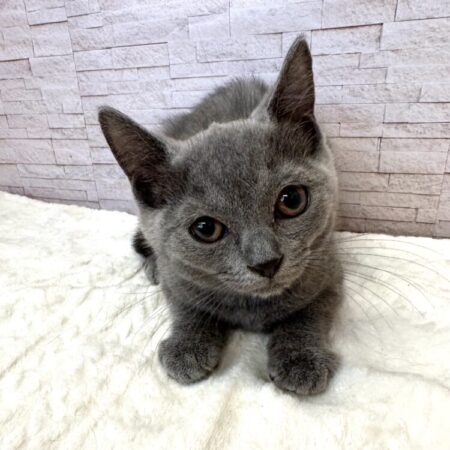 ブリティッシュ