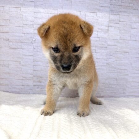 柴犬
