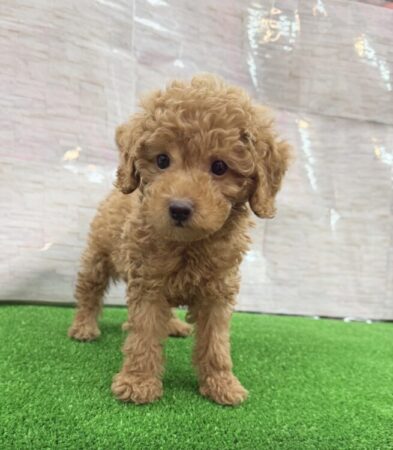 トイ・プードル