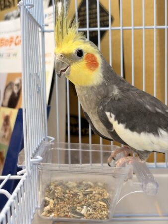 オカメインコ