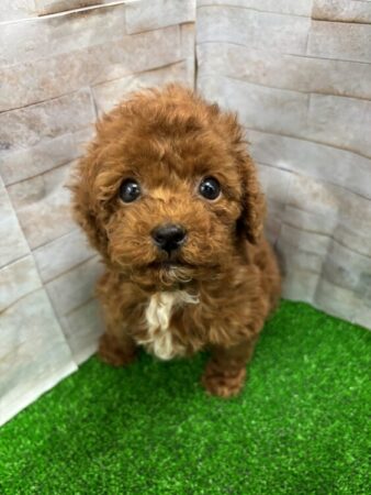 トイプードル(父:2.5kg 母:2.5kg)