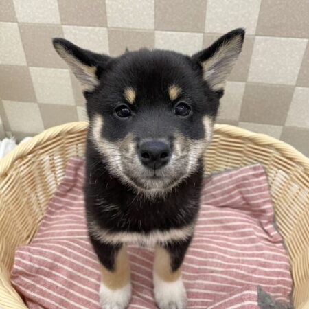 柴犬