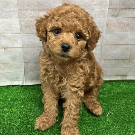 トイプードル(父:⒊５kg×母:⒉４kg)