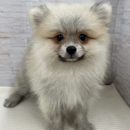 ポメラニアン