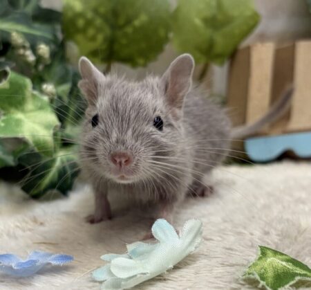 デグーマウス