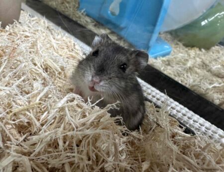 ジャンガリアンハムスター