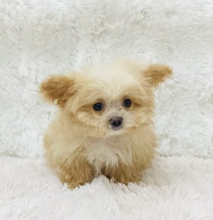 MIX(父:ポメラニアン×母:トイプードル)