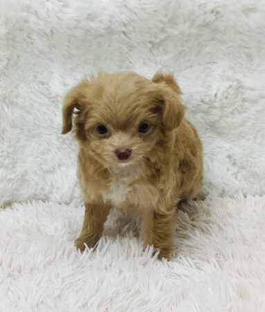 MIX(父：チワワ×母：トイプードル)