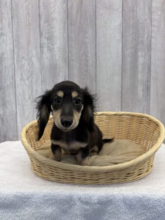 カニンヘンダックスフンド