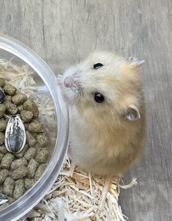 ハムスター