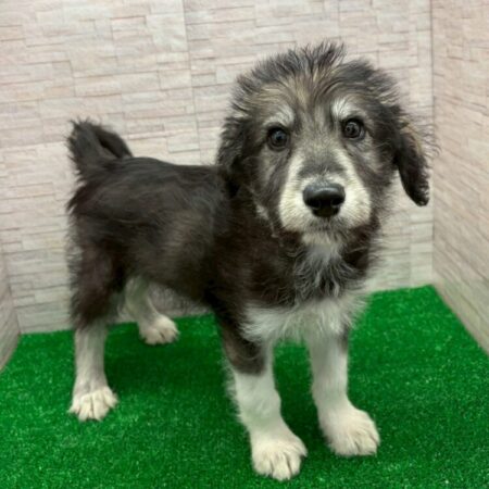 スタンダードプードル×シベリアンハスキー